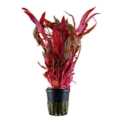 Alternanthera Reineckii 'Pink'