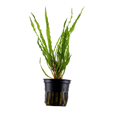 Cryptocoryne Crispatula