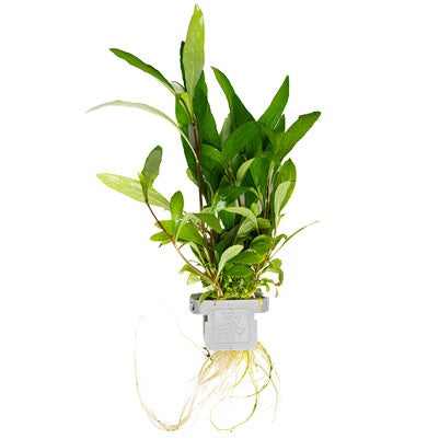 Hygrophila corymbosa 'Siamensis 53B'