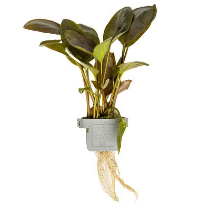 Lagenandra meeboldii 'Red'