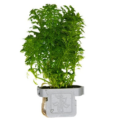 Limnophila sessiliflora