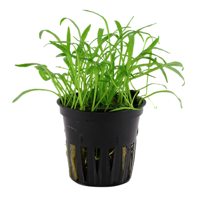 Lilaeopsis Brasiliensis