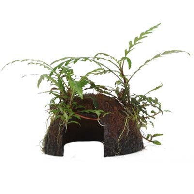 Hygrophila Pinnatifida