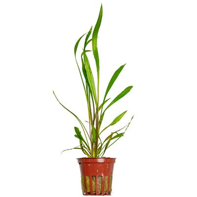 Cryptocoryne Spiralis 'Red'