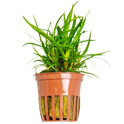 Eriocaulon Sp. Vietnam