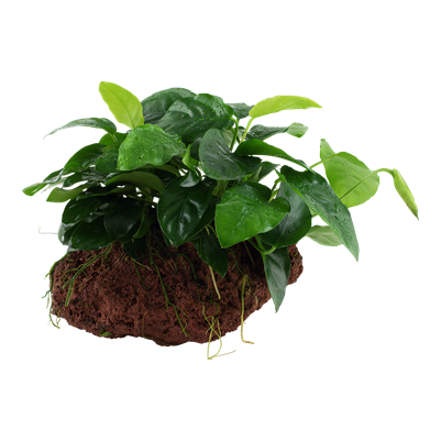 Anubias barteri nana