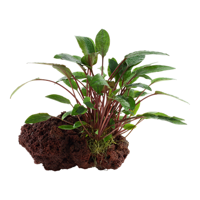 Cryptocoryne beckettii 'Petchii'