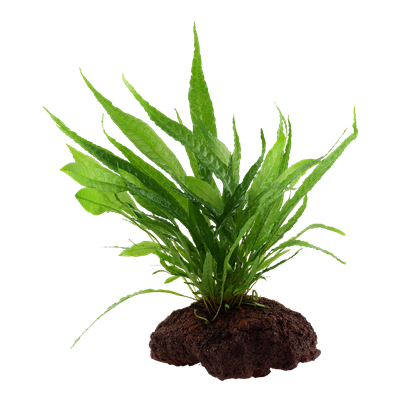 Microsorum pteropus