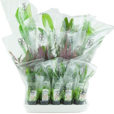 Premium Box 80