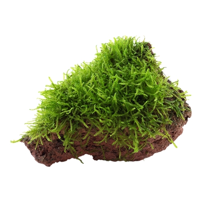 Taxiphyllum Barbieri 'Bogor Moss'