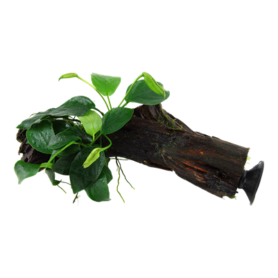 Anubias barteri nana