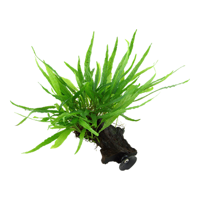 Microsorum pteropus 'Narrow'