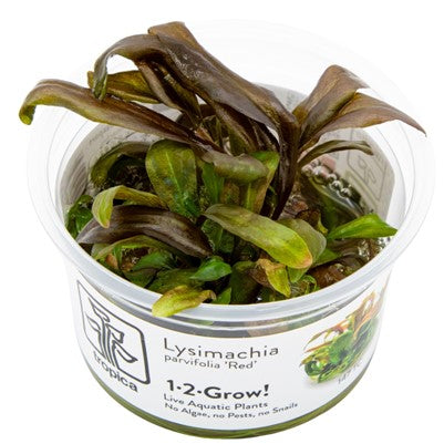 Lysimachia Parvifolia ‘Red’