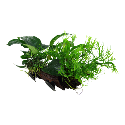 Microsorum Sp.