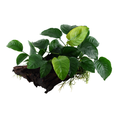 Anubias barteri sp.