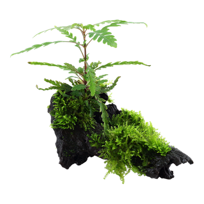 Hygrophila Pinnatifida & Moss