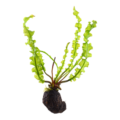Aponogeton Longiplumulosus