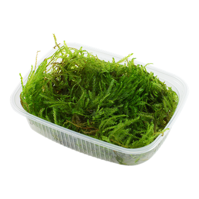 Taxiphyllum Sp. 'Spiky Moss'