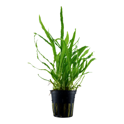 Microsorum Pteropus 'Narrow'