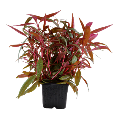Alternanthera Reineckii 'Pink' XL