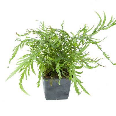 Bolbitis Heudelotii XL