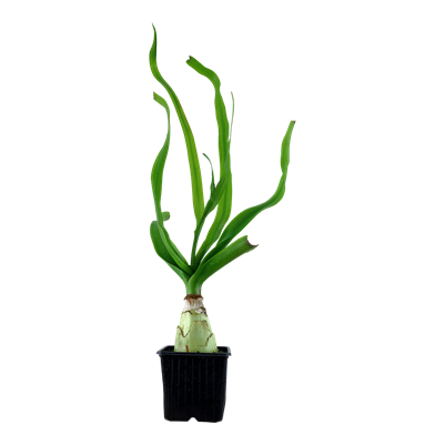 Crinum Thaianum XL