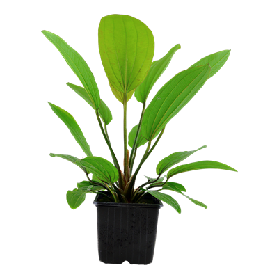 Echinodorus 'Rosé' XL