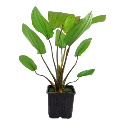 Echinodorus x Barthii XL