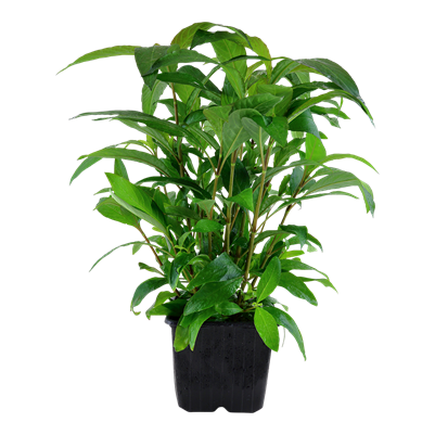 Hygrophila Corymbosa 'Stricta' XL