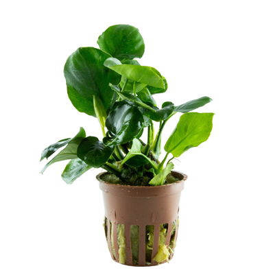 Anubias Barteri ’Coin Leaf’