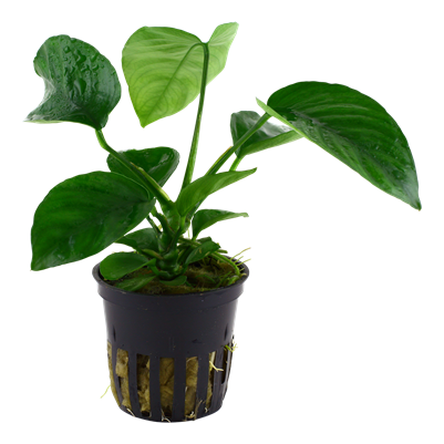 Anubias Barteri Caladiifolia