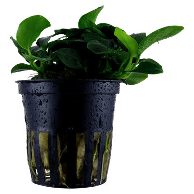 Anubias Barteri 'Petite'