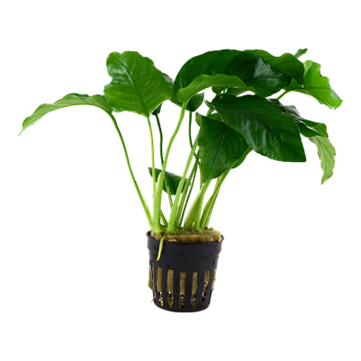 Anubias Barteri Var. Barteri
