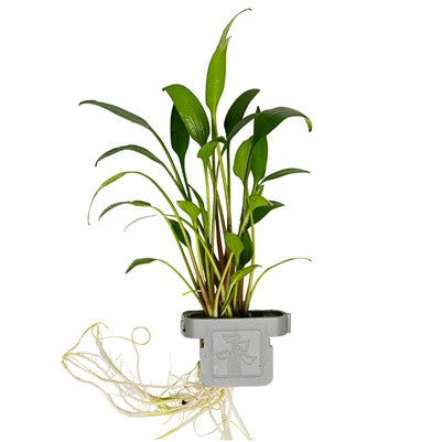 Cryptocoryne x willisii