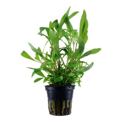 Hygrophila Corymbosa 'Siamensis 53B'