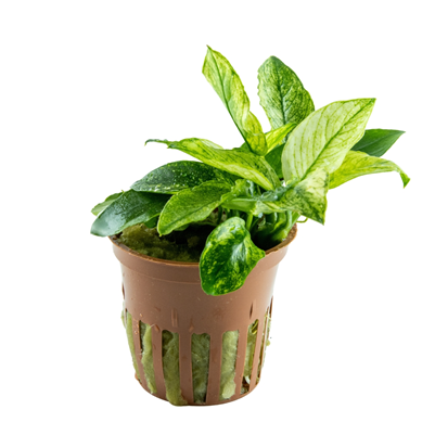 Anubias Barteri Var. Nana ’Pinto’