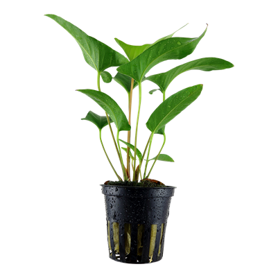 Anubias Gracilis