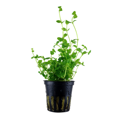 Bacopa Australis