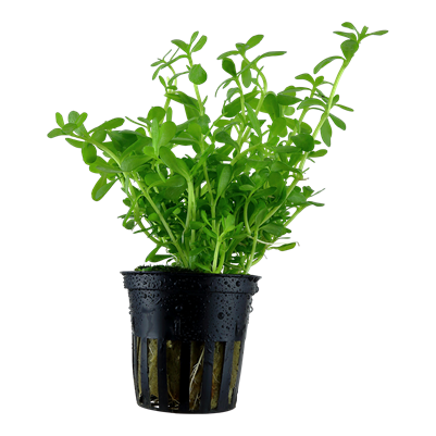 Bacopa Monnieri 'Compact'