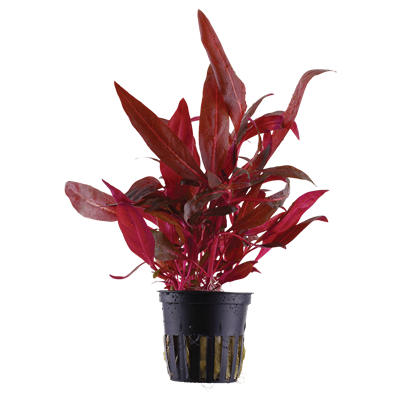 Alternanthera Reineckii 'Rosanervig'