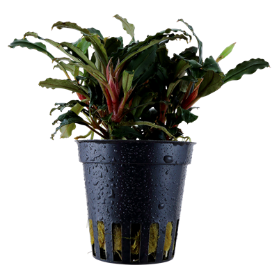 Bucephalandra Sp. 'Red'