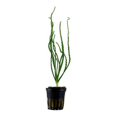Crinum Calamistratum