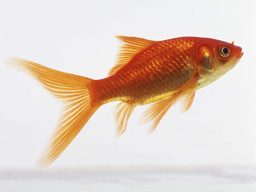 Goldfish 2-3"