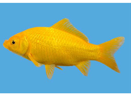 Canary Yellow Goldfish 3-4"