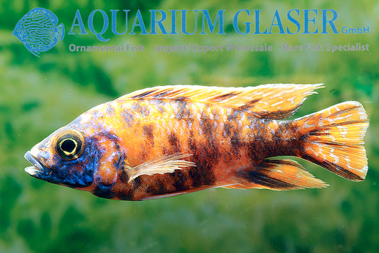 Orange Blotched Peacock Cichlid 2"