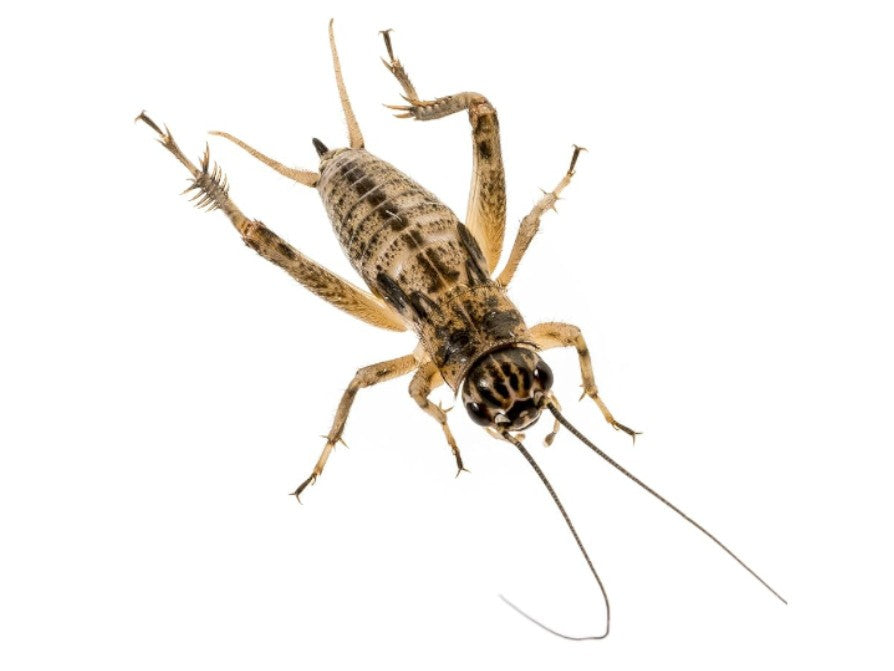 Silent Brown Crickets Med-Small