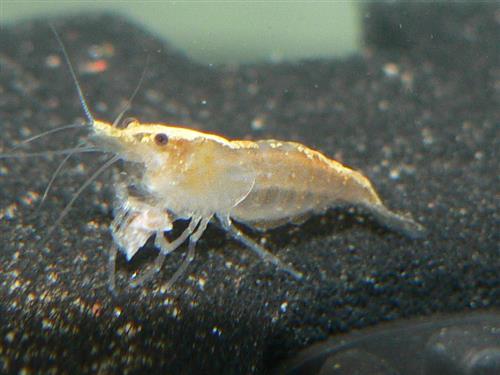Orange Shrimp