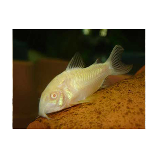 Albino Catfish