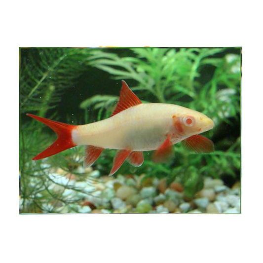 Albino Rainbow Shark