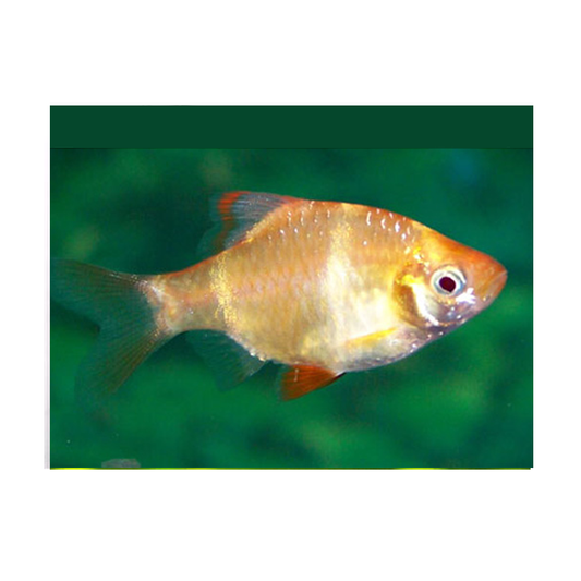 Albino Tiger Barb